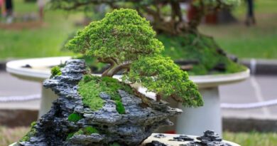 Mennyi időt igényel a bonsai fa gondozása?