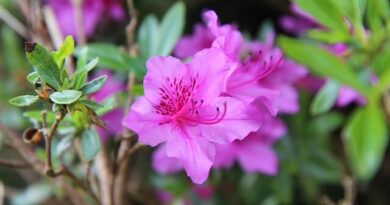 Azálea és rododendron gondozása