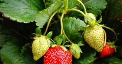 Eper termesztése kezdőknek