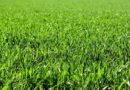 Fűmag vetése – Útmutató kezdőknek
