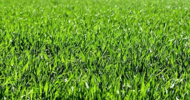 Fűmag vetése – Útmutató kezdőknek