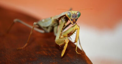 Hasznos kerti rovarok